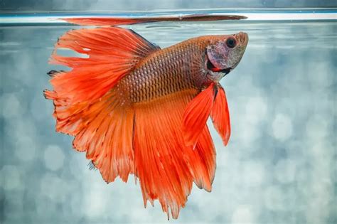 beta fish care|Betta Fish Care Guide: Tips, Tricks, Basics, & FAQs .